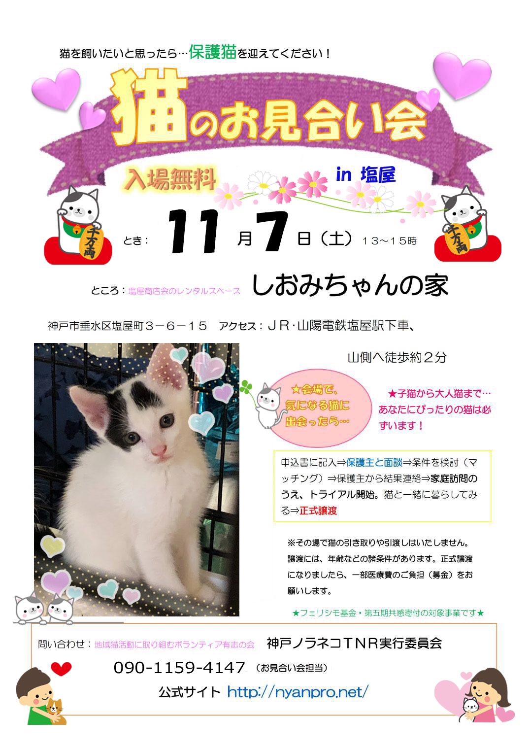 シェア拡散希望 今日はしおみちゃんの家でのお見合い会です 猫クラブ く にゃん