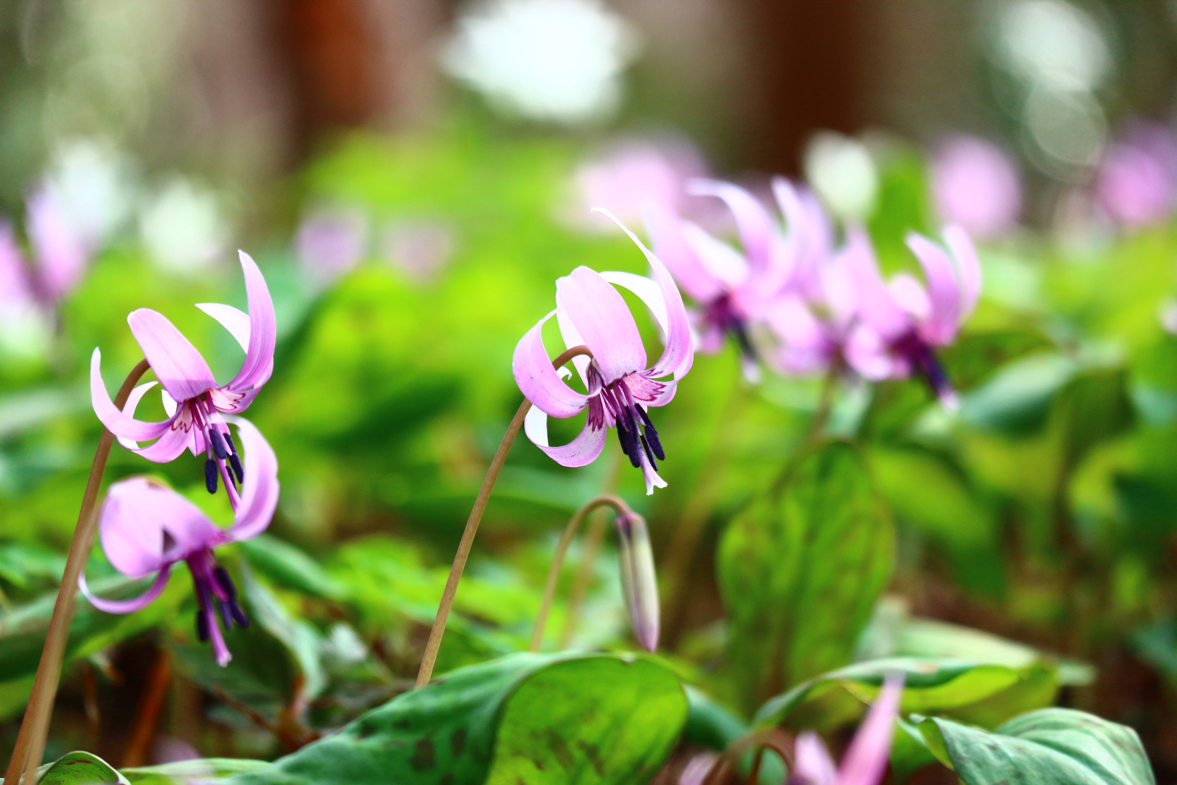 3月22日（日）開花情報（日本かたくり満開間近です） | 城山かたくりの