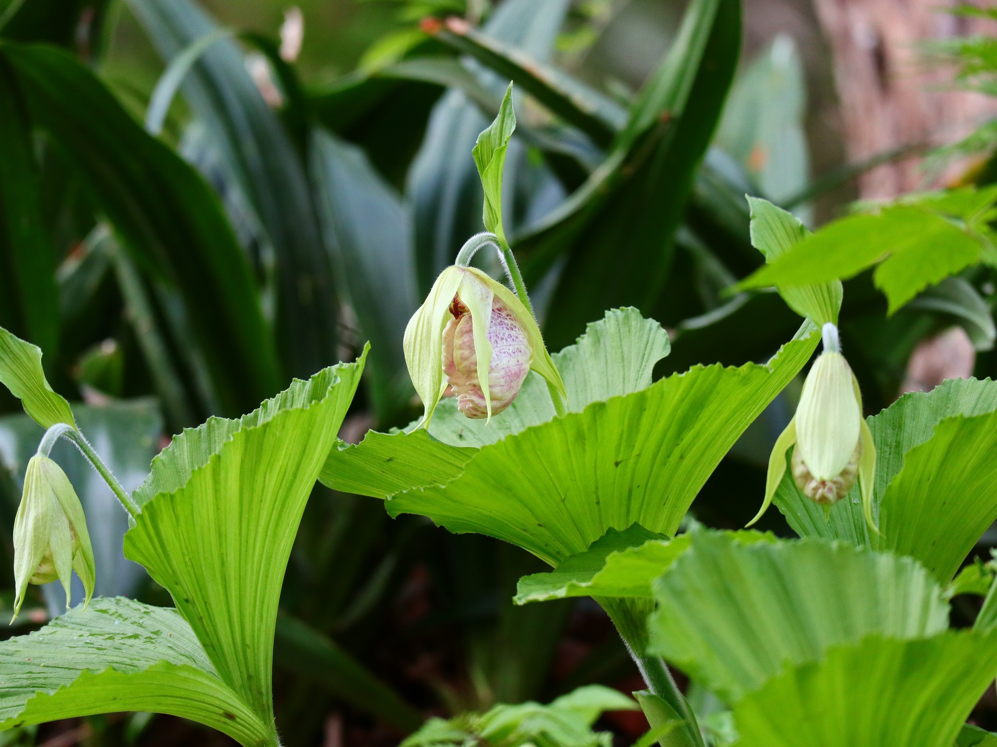 日本クマガイソウ黄花素心 - 植物/観葉植物