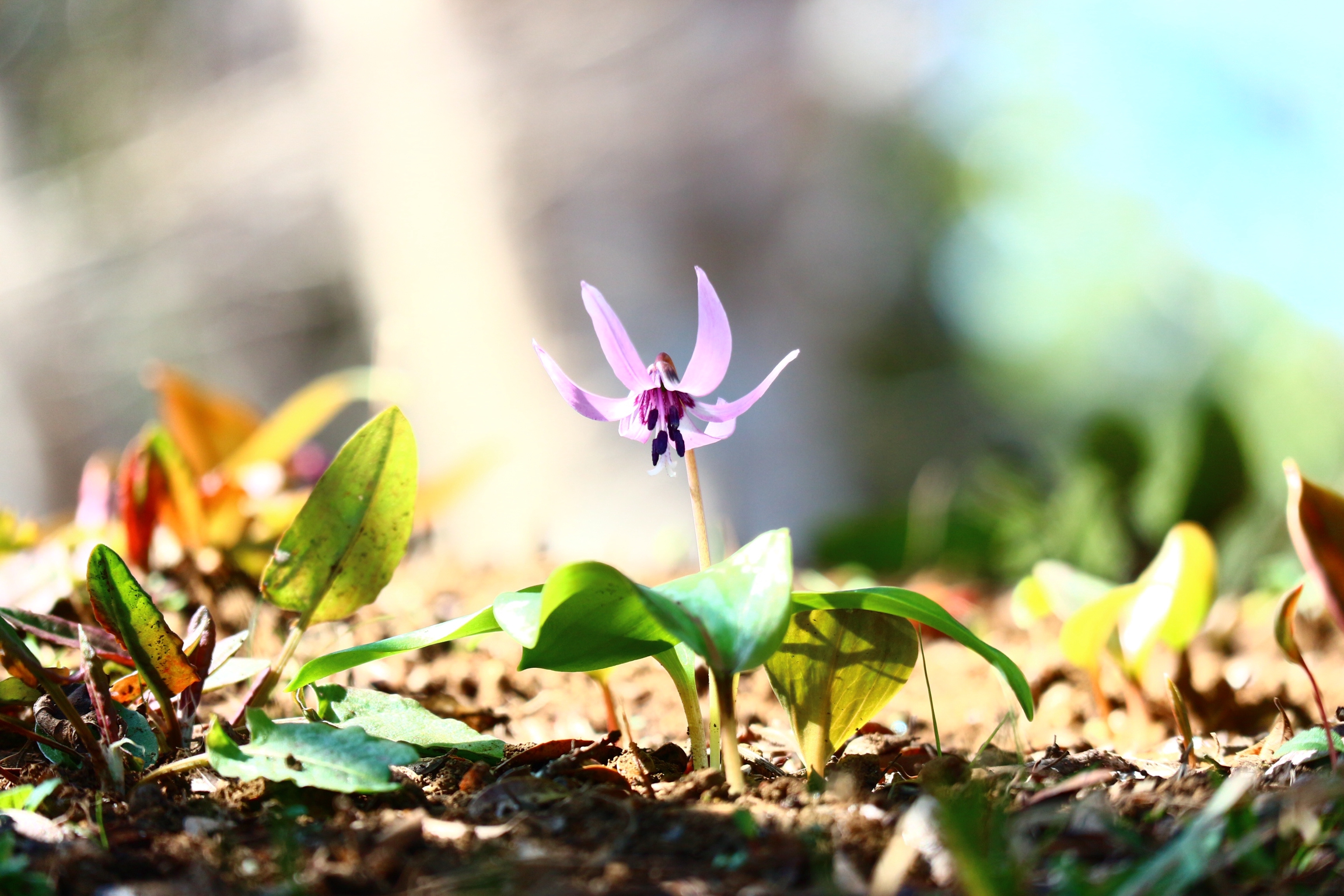 3月14日（土）開花情報 | 城山かたくりの里 開花情報