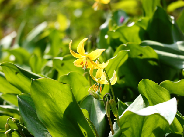 3月30日(木) 開花情報 城山かたくりの里 開花情報