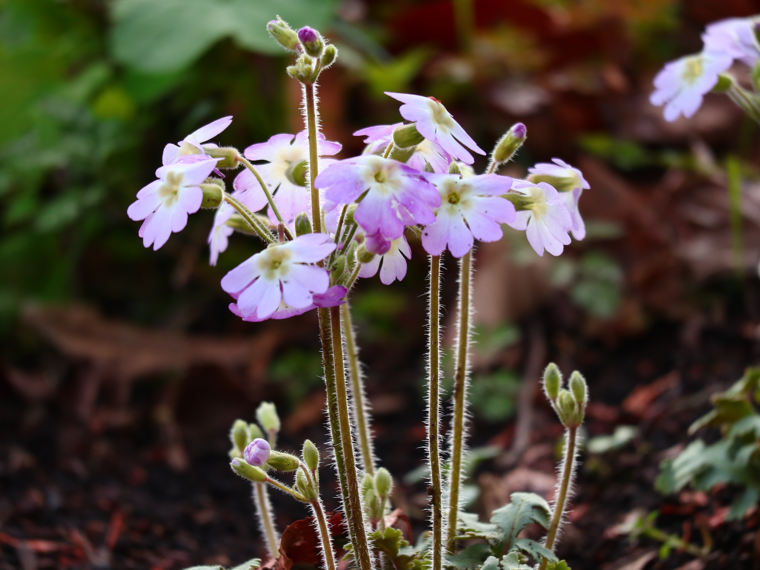 3月20日(木)開花情報 | 城山かたくりの里 開花情報