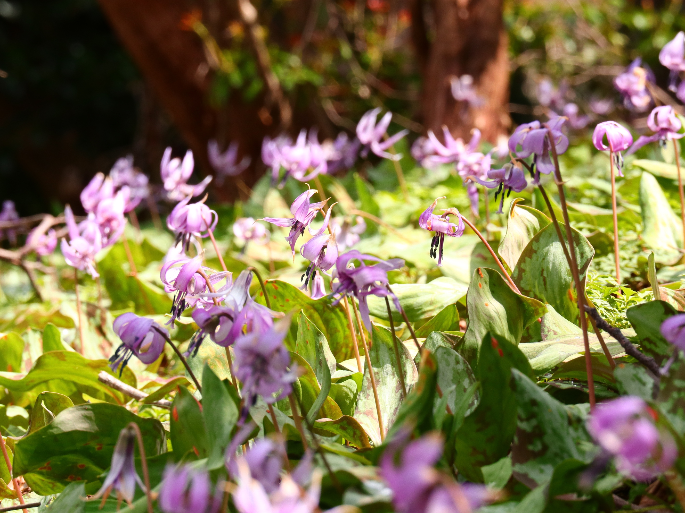 4月4日(金)開花情報 | 城山かたくりの里 開花情報
