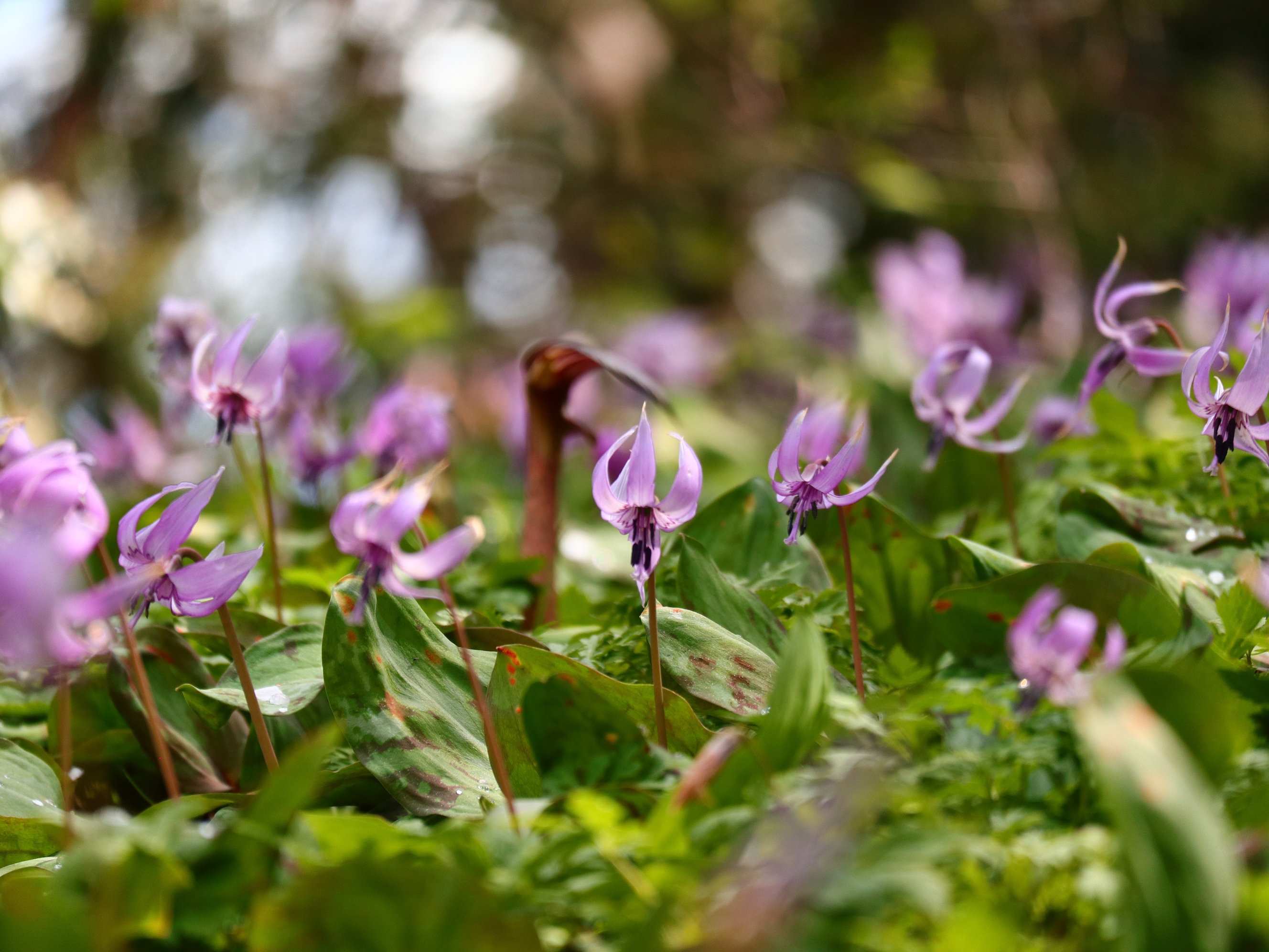 4月4日(金)開花情報 | 城山かたくりの里 開花情報