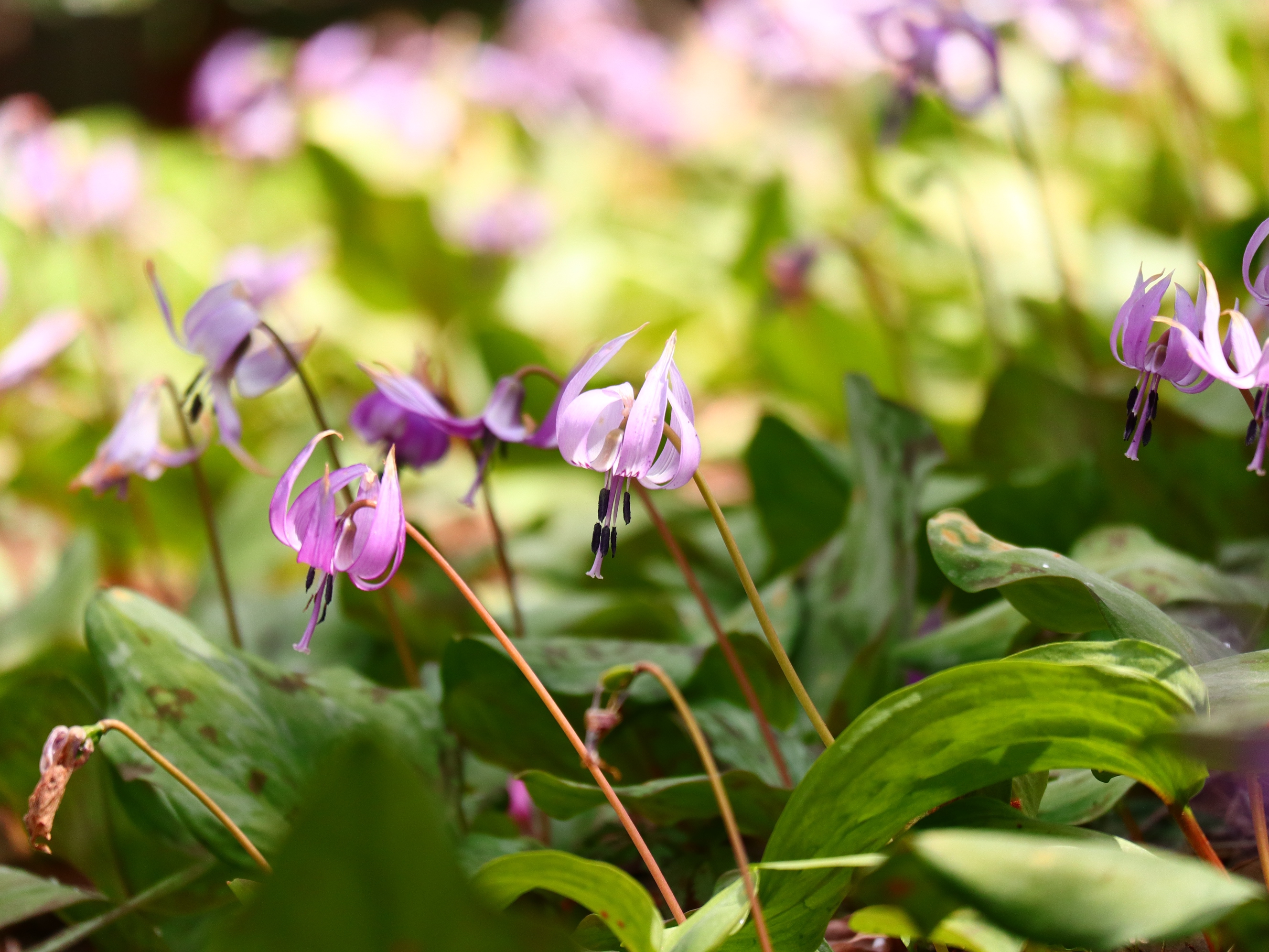 4月4日(金)開花情報 | 城山かたくりの里 開花情報