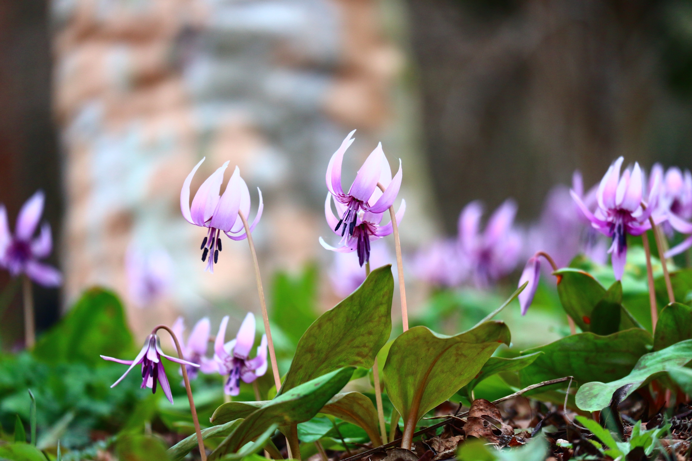 3月24日（火）開花情報（日本かたくり満開です） | 城山かたくりの里