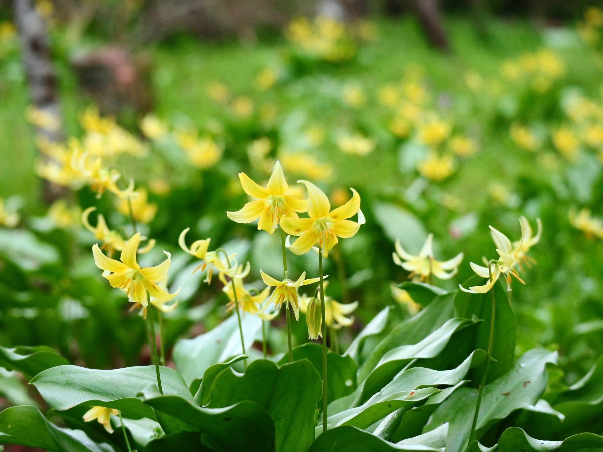 クマガイソウ黄花系(クリーム色)-