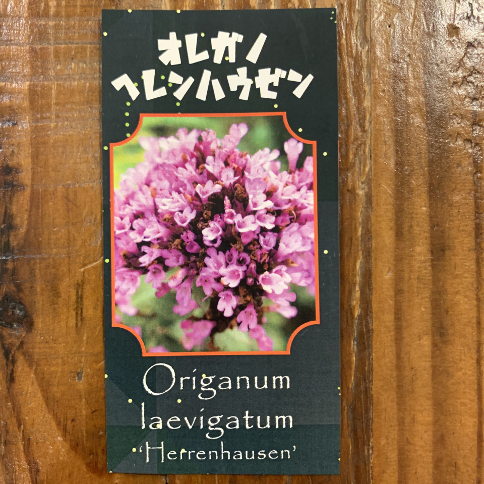 オレガノ ヘレンハウゼン Tomoyono Oniwa オレガノ ヘレンハウゼン Tomoyono Oniwa