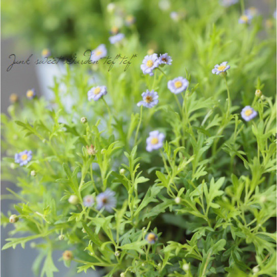 ブラキカム ゴールドマット Tomoyono Oniwa