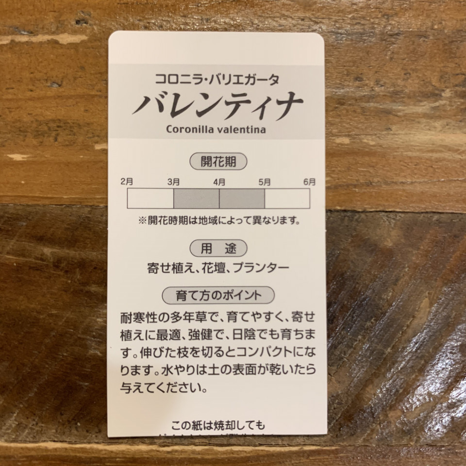 コロニラ バレンティナ バリエガータ Tomoyono Oniwa