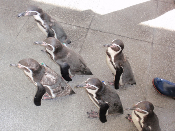 城崎マリンワールド ペンギンのお散歩 アジを釣って天ぷらに