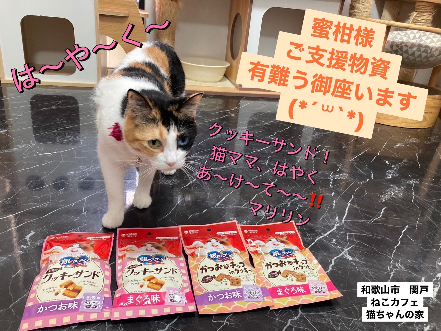 猫ちゃんの家 ねこカフェ猫ちゃんの家
