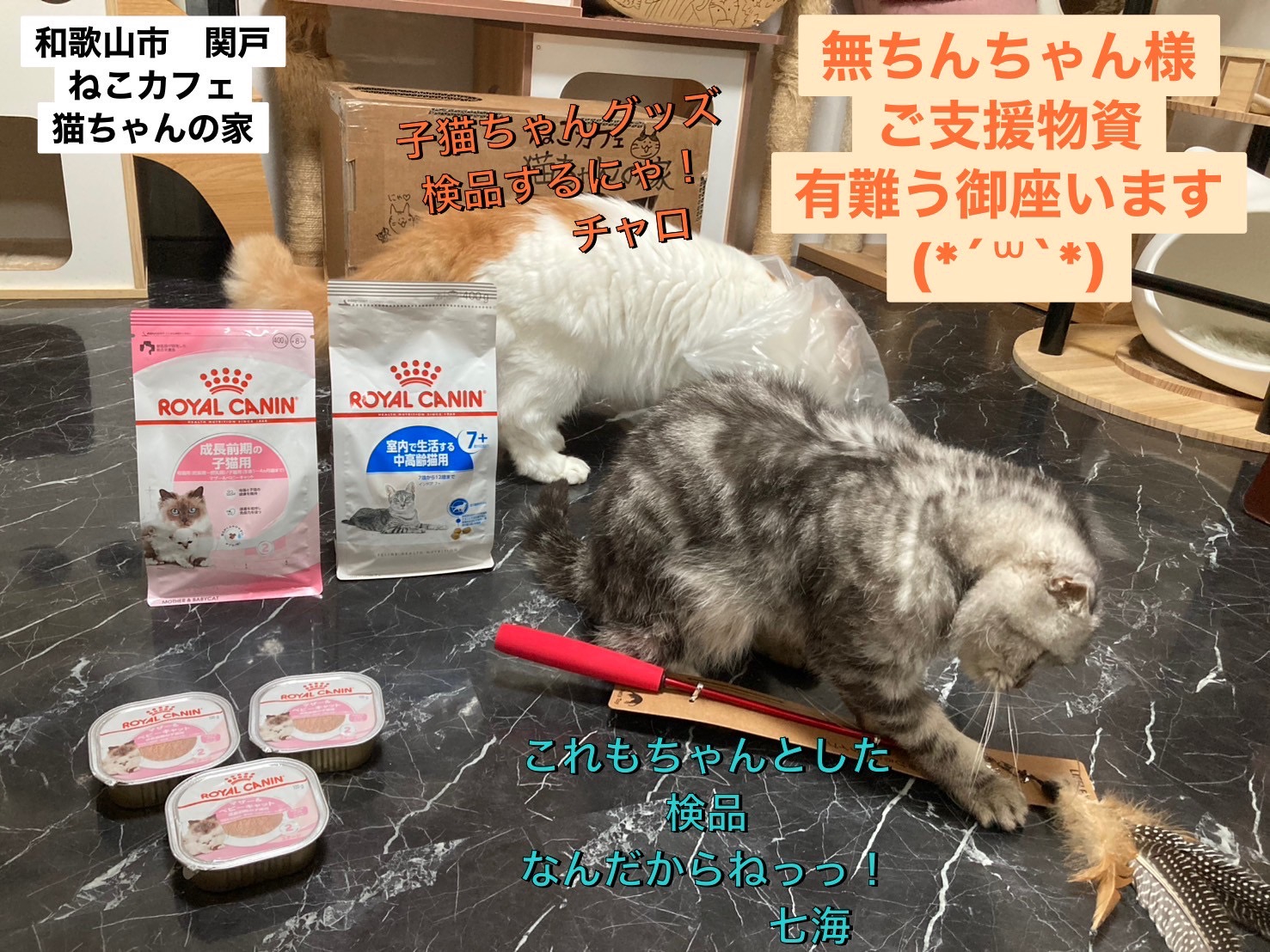 猫ちゃんの家 ねこカフェ猫ちゃんの家