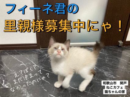 ねこカフェ猫ちゃんの家