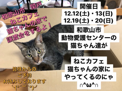 ねこカフェ 猫ちゃんの家 ねこカフェ 猫ちゃんの家