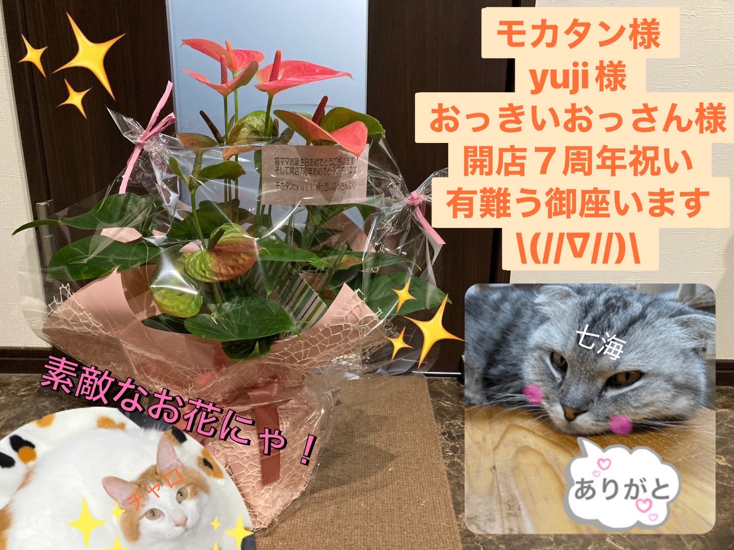 ねこカフェ猫ちゃんの家