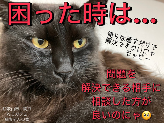 困ったときは 問題を解決できるところにご相談を ねこカフェ猫ちゃんの家