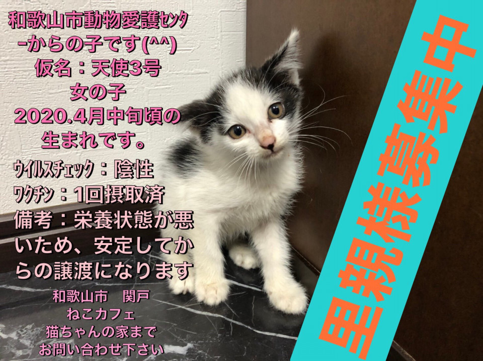 子猫の里親様募集中です ゚ ゚ ねこカフェ猫ちゃんの家 子猫の里親様募集中です ゚ ゚ ねこカフェ猫ちゃんの家
