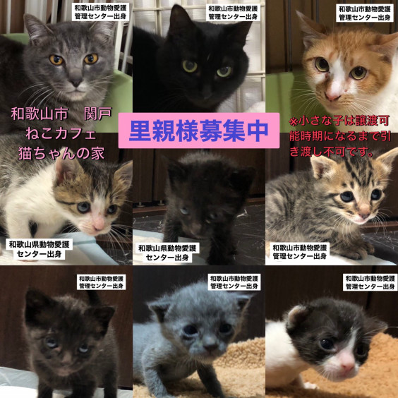 和歌山市関戸ねこカフェ猫ちゃんの家は毎日譲渡会です ねこカフェ猫ちゃんの家