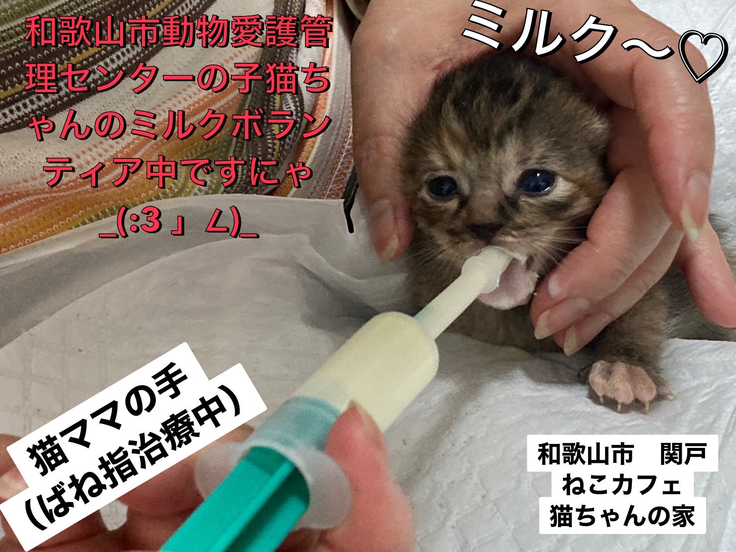 猫ちゃんの家 ねこカフェ猫ちゃんの家
