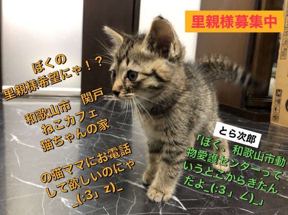 子猫の里親様募集中です ﾟ ﾟ ねこカフェ猫ちゃんの家