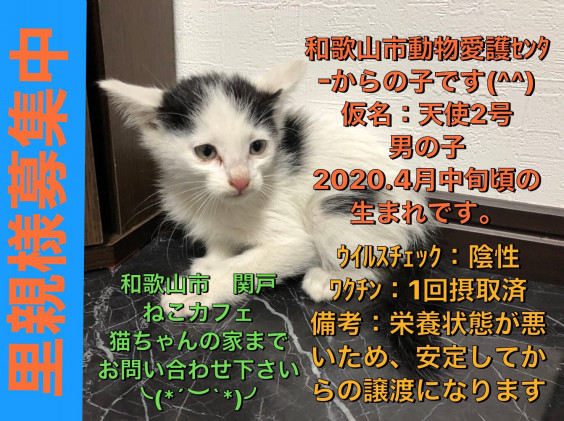 子猫の里親様募集中です ﾟ ﾟ ねこカフェ猫ちゃんの家