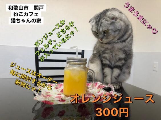 店内メニューと料金 ねこカフェ猫ちゃんの家