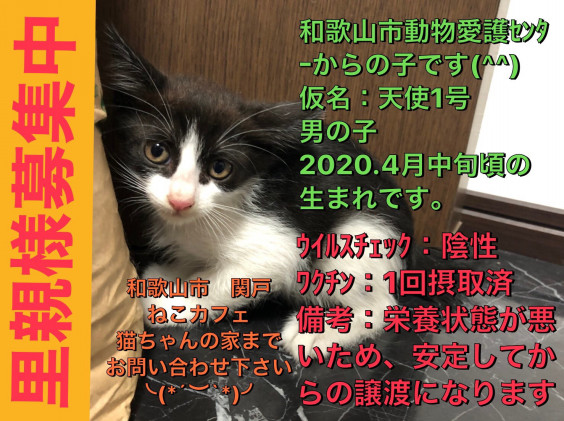 子猫の里親様募集中です ﾟ ﾟ ねこカフェ猫ちゃんの家