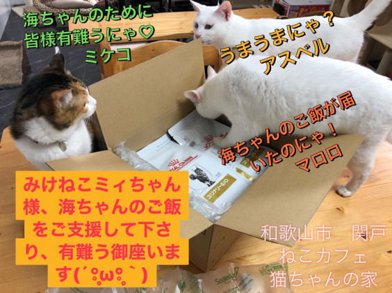 ご支援状況のご報告 5月 ねこカフェ 猫ちゃんの家