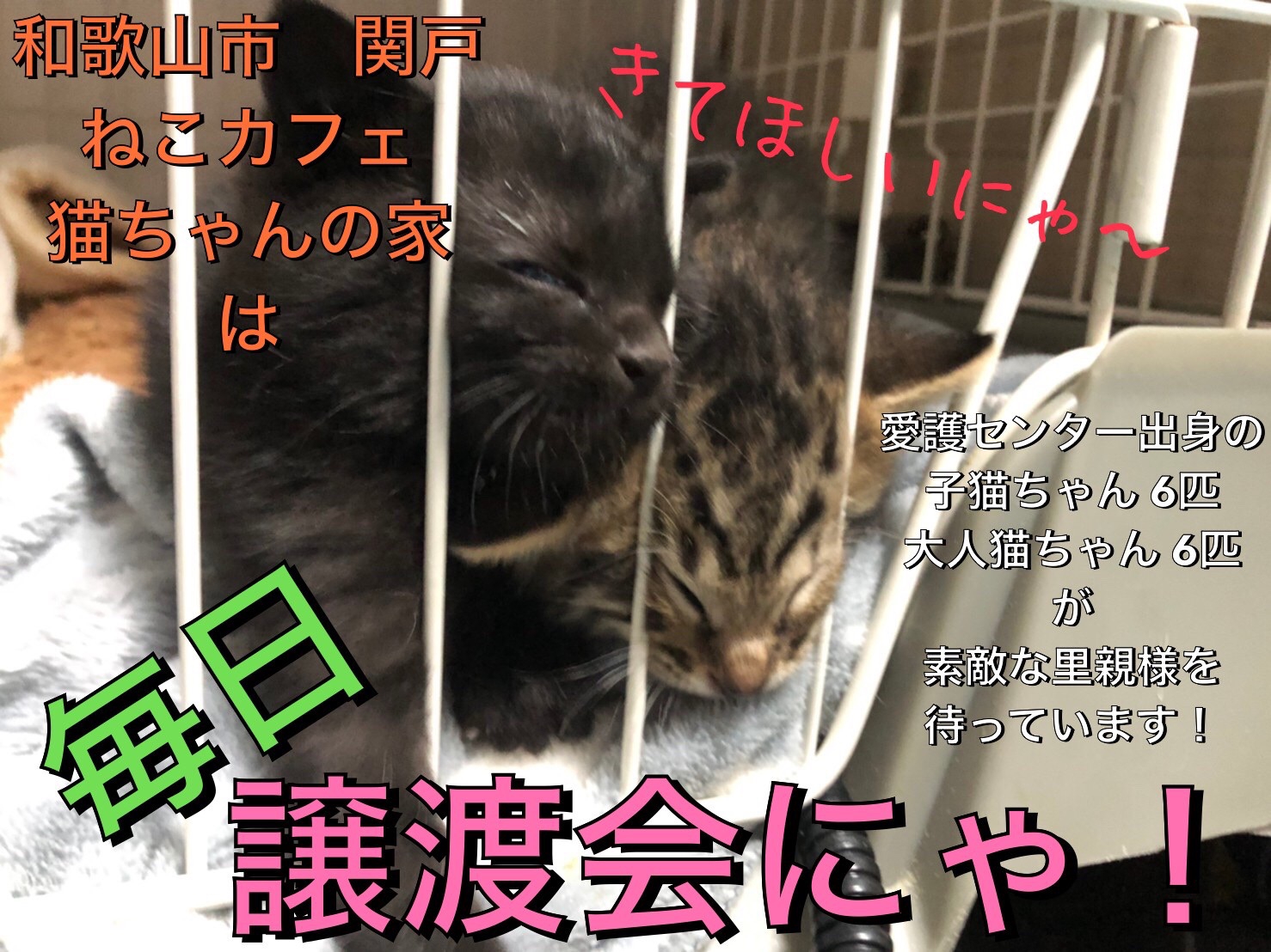 和歌山市関戸ねこカフェ猫ちゃんの家は毎日譲渡会です ねこカフェ猫ちゃんの家