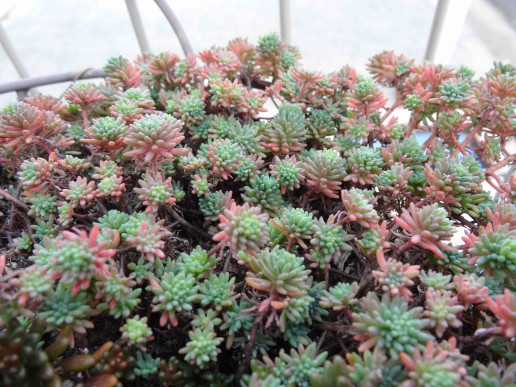 ズボラな人にこそ育ててほしい みんなのカフェ メリ メロ