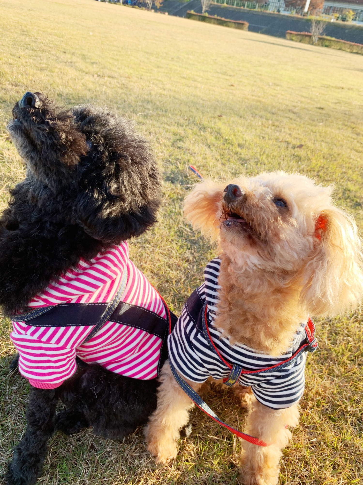 ペットシッターとは ペットシッターまほろ