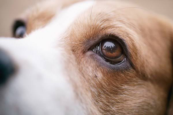 犬の視力はどのくらい 見え方は 気をつけることは ペットシッターまほろ