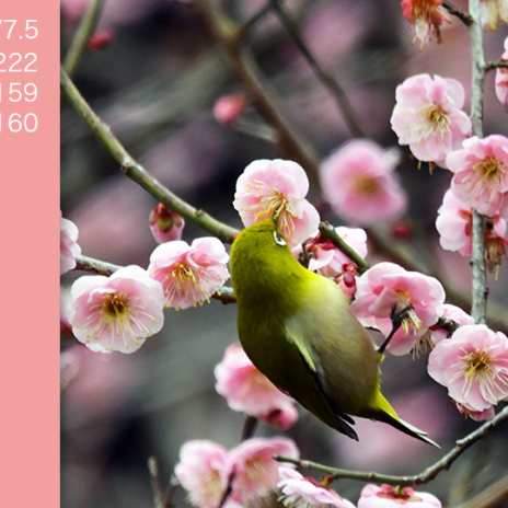梅に鶯 ウグイス 鶯色 Sikisai Seikatsu 色彩生活オウンドメディア 色彩生活コーポレーション株式会社
