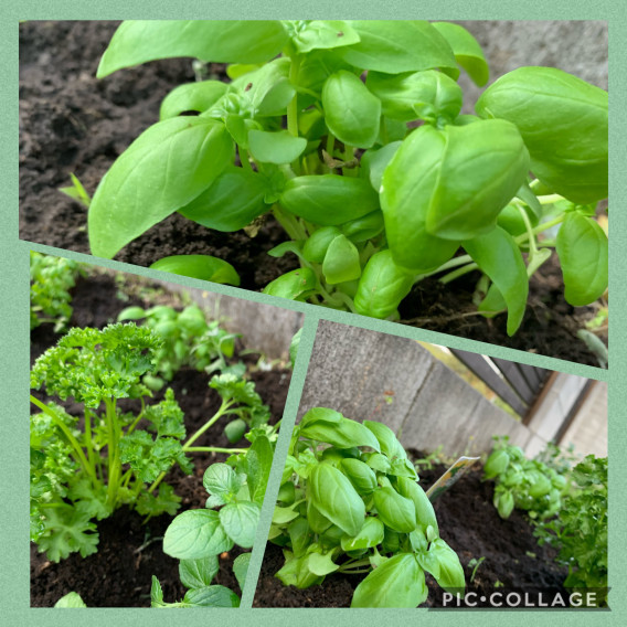 バジルを植えてみました Cerulean Blue セルリアン ブルー バジルを植えてみました Cerulean Blue セルリアン ブルー
