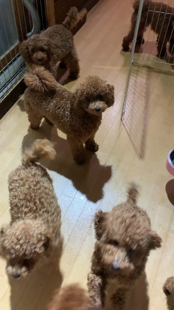 ページ Poodle Shopteddy Bear テディベアーカットが似合う可愛いプードル達をご紹介します
