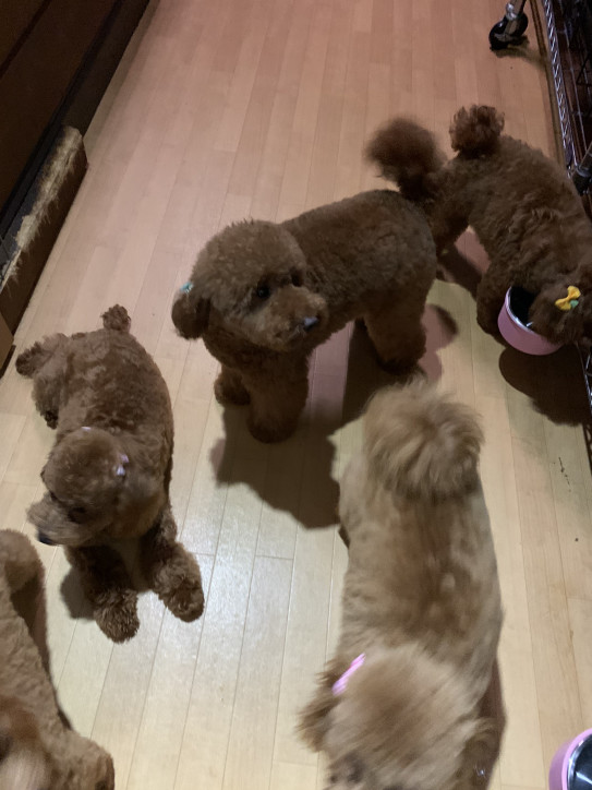 フワフワ ふさふさ もこもこ Poodle Shopteddy Bear テディベアーカットが似合う可愛いプードル達をご紹介します