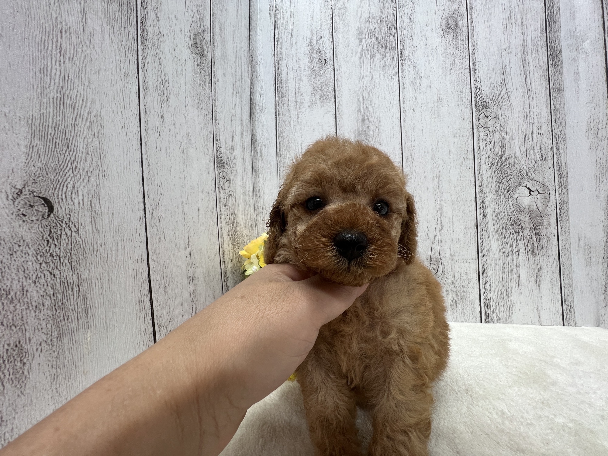 レッド タイニーパピー D 女の子 |  🧸Poodle-BearKENNEL🧸可愛いお顔のテディベアーたちがいっぱいいます。公式ホームページを作りました。