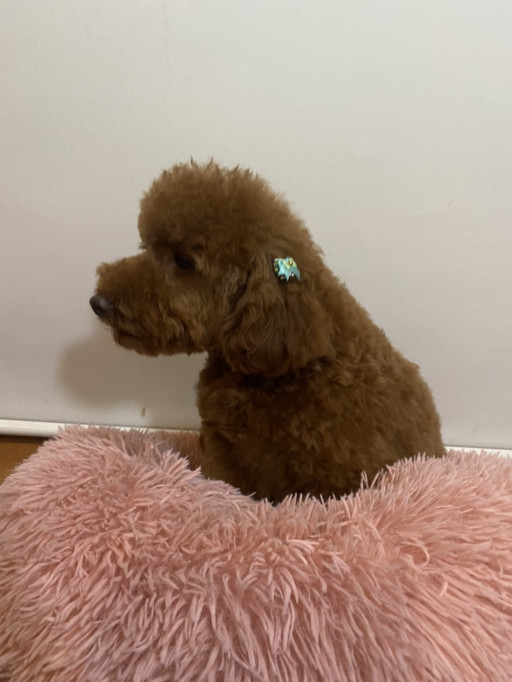 青山ケンネル Poodle Shopteddy Bear テディベアーカットが似合う可愛いプードル達をご紹介します