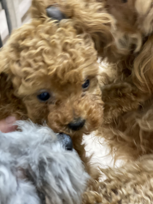 トイプードル アプリコット Poodle Shopteddy Bear テディベアーカットが似合う可愛いプードル達をご紹介します トイプードル アプリコット Poodle Shopteddy Bear テディベアーカットが似合う可愛いプードル達をご紹介します