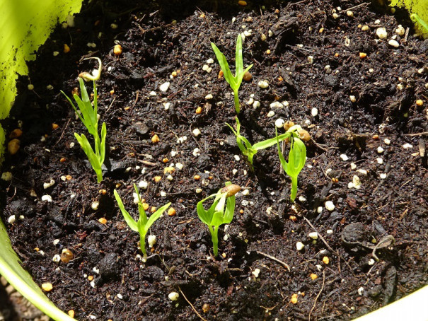 空芯菜の発芽と人参の発芽 Gori S Diary