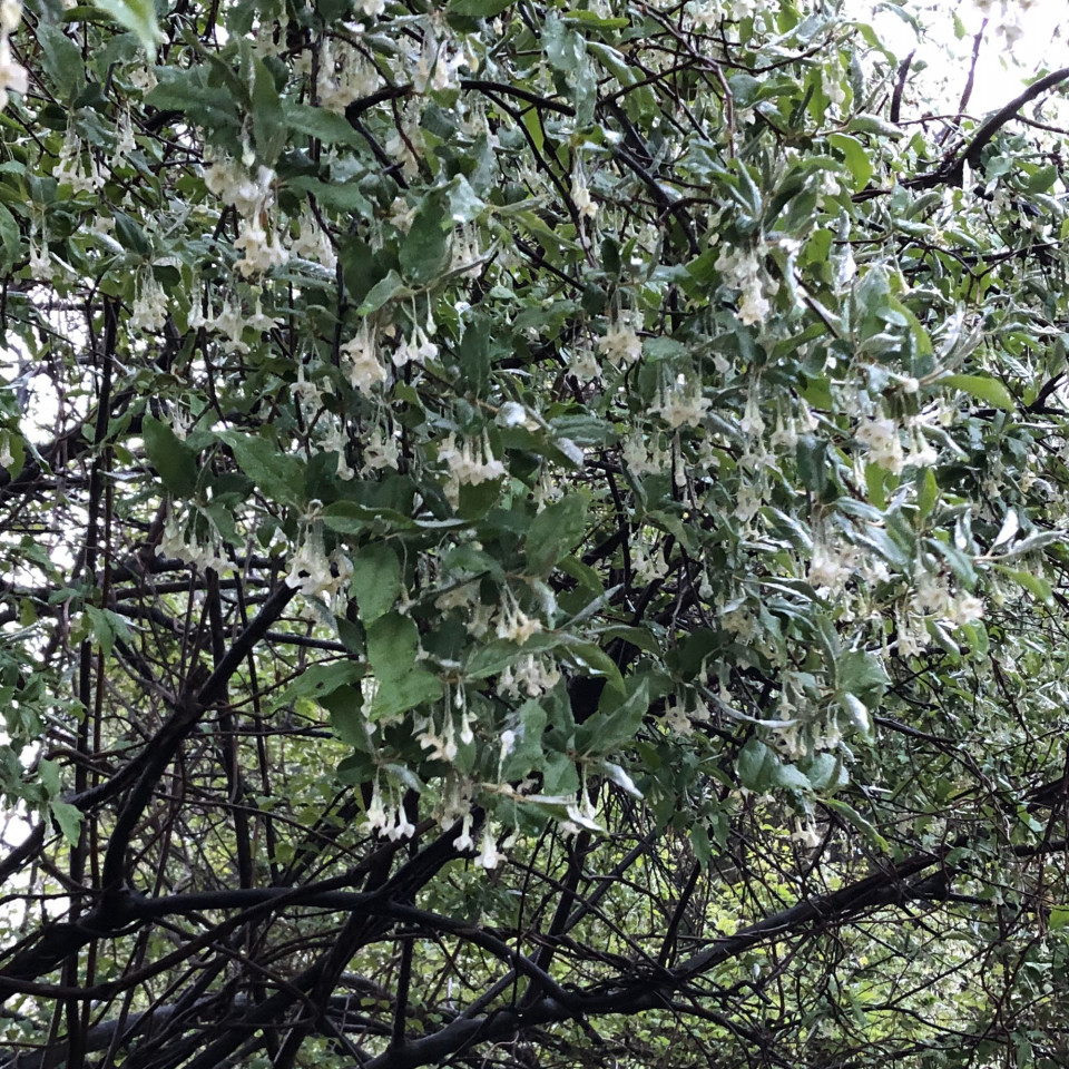 キウイの樹液の使い道 たまくさ