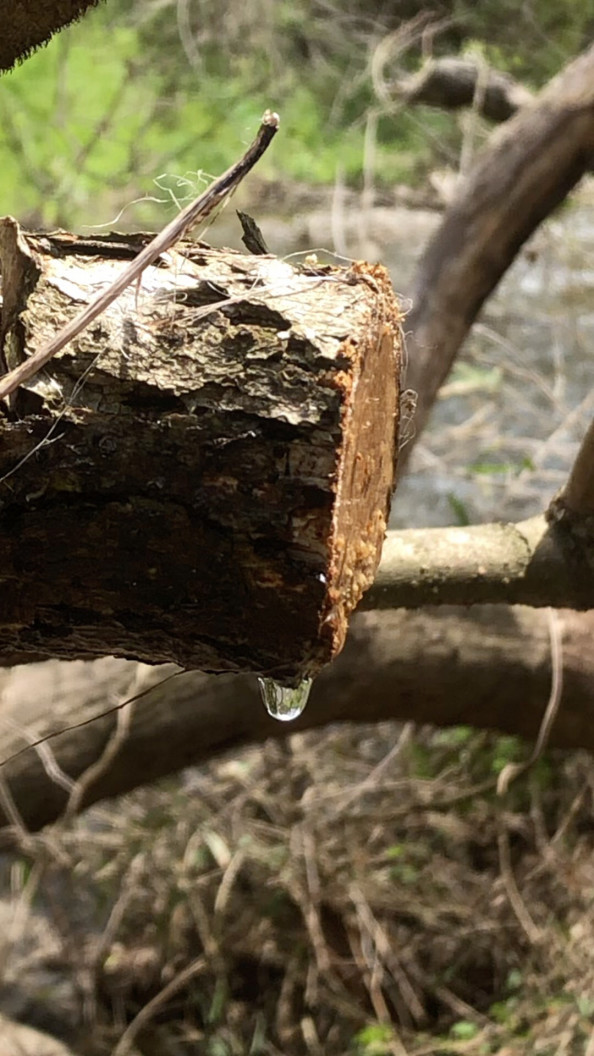 キウイの樹液の使い道 たまくさ