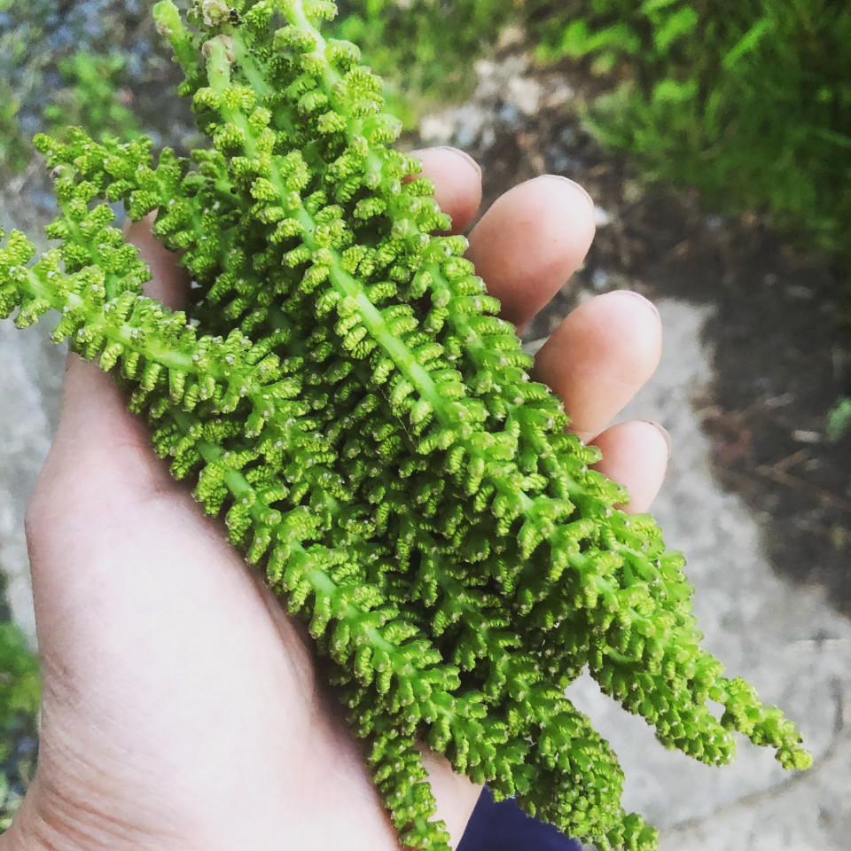 くるみの花 たまくさ くるみの花 たまくさ