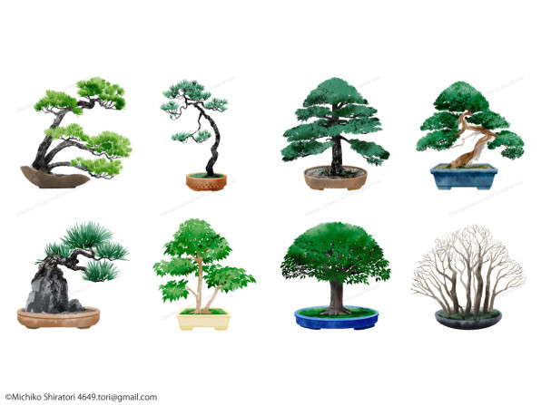 Japan Bonsai Webイラスト 白鳥みちこ Illust Work