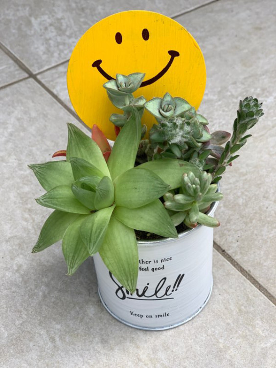 多肉植物の寄せ植えチャレンジ Ai Garden