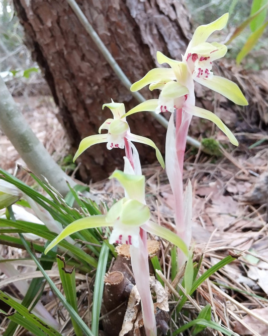 妖精のようなシュンランの花 草木と暮らす