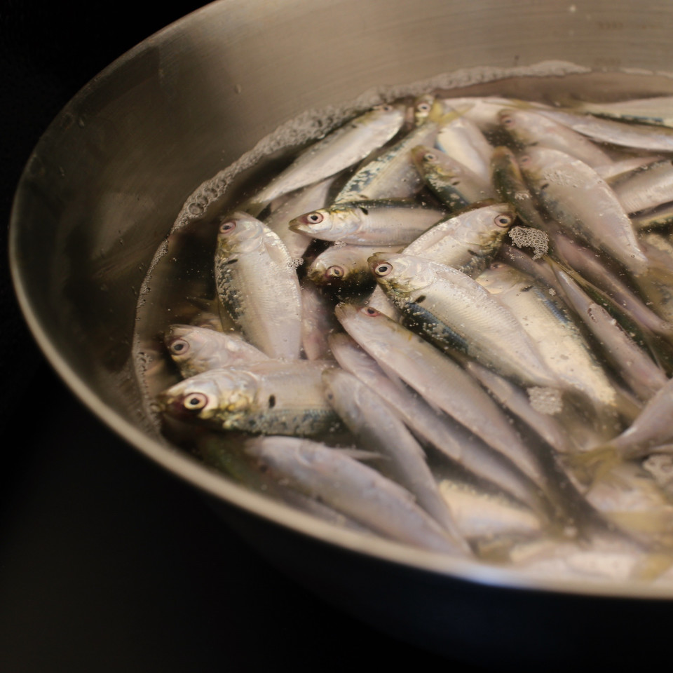 カモンベイビー シンコちゃん 鮨めぐ三