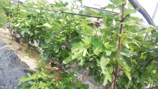 イチジク芽かき作業 七彩ファーム