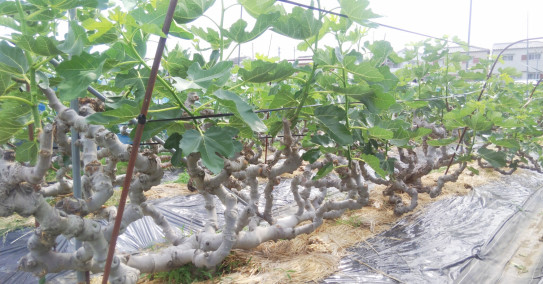 イチジク芽かき作業 七彩ファーム